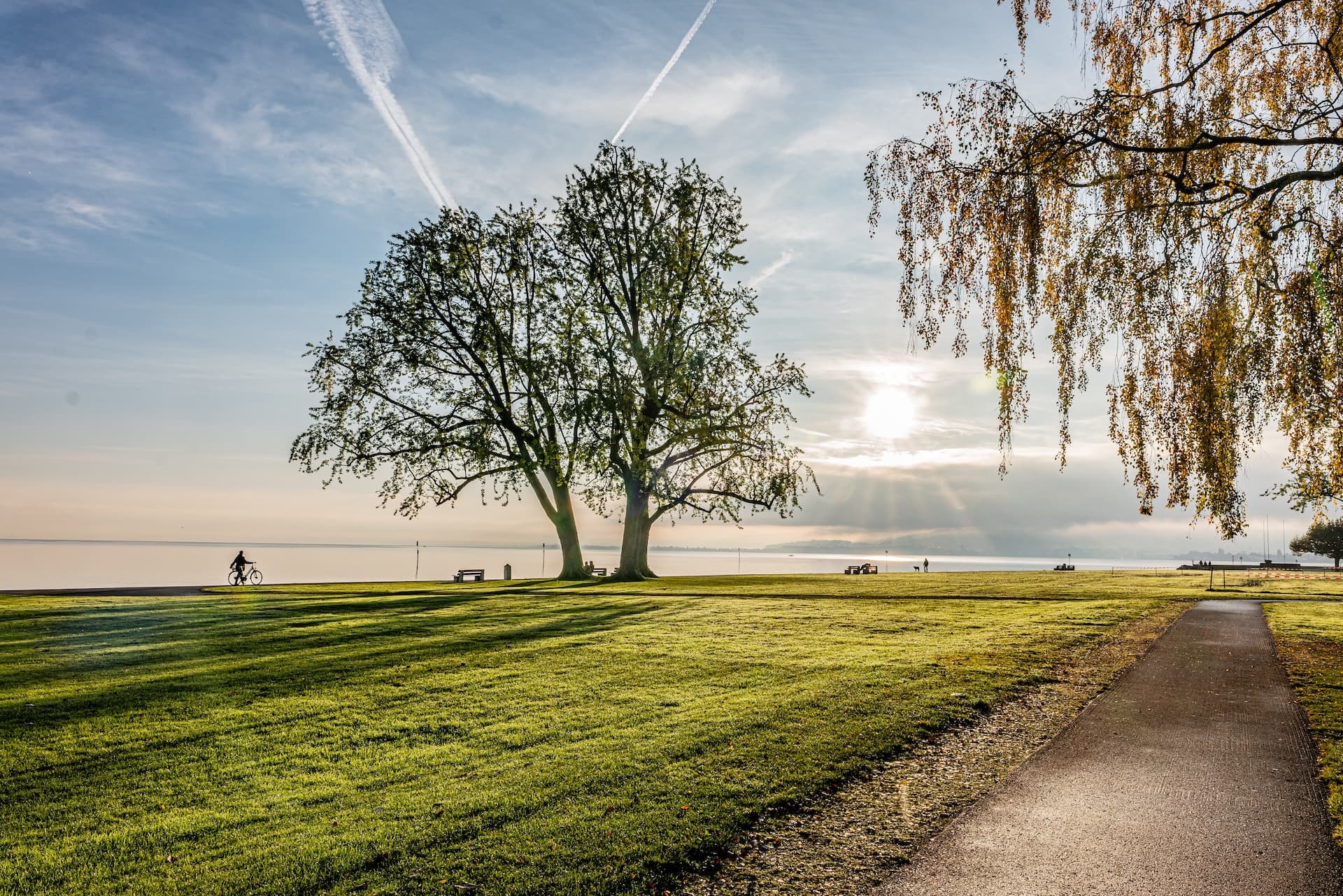 Cyclist by lake shore with large trees and bright sun on Bodensee morning