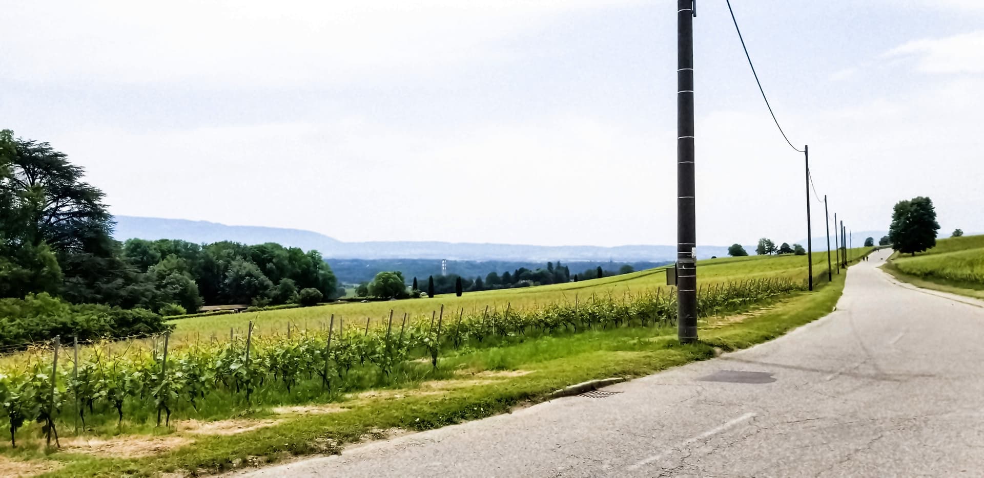 Long road winding through green vineyards in the Satigny countryside, Switzerland.