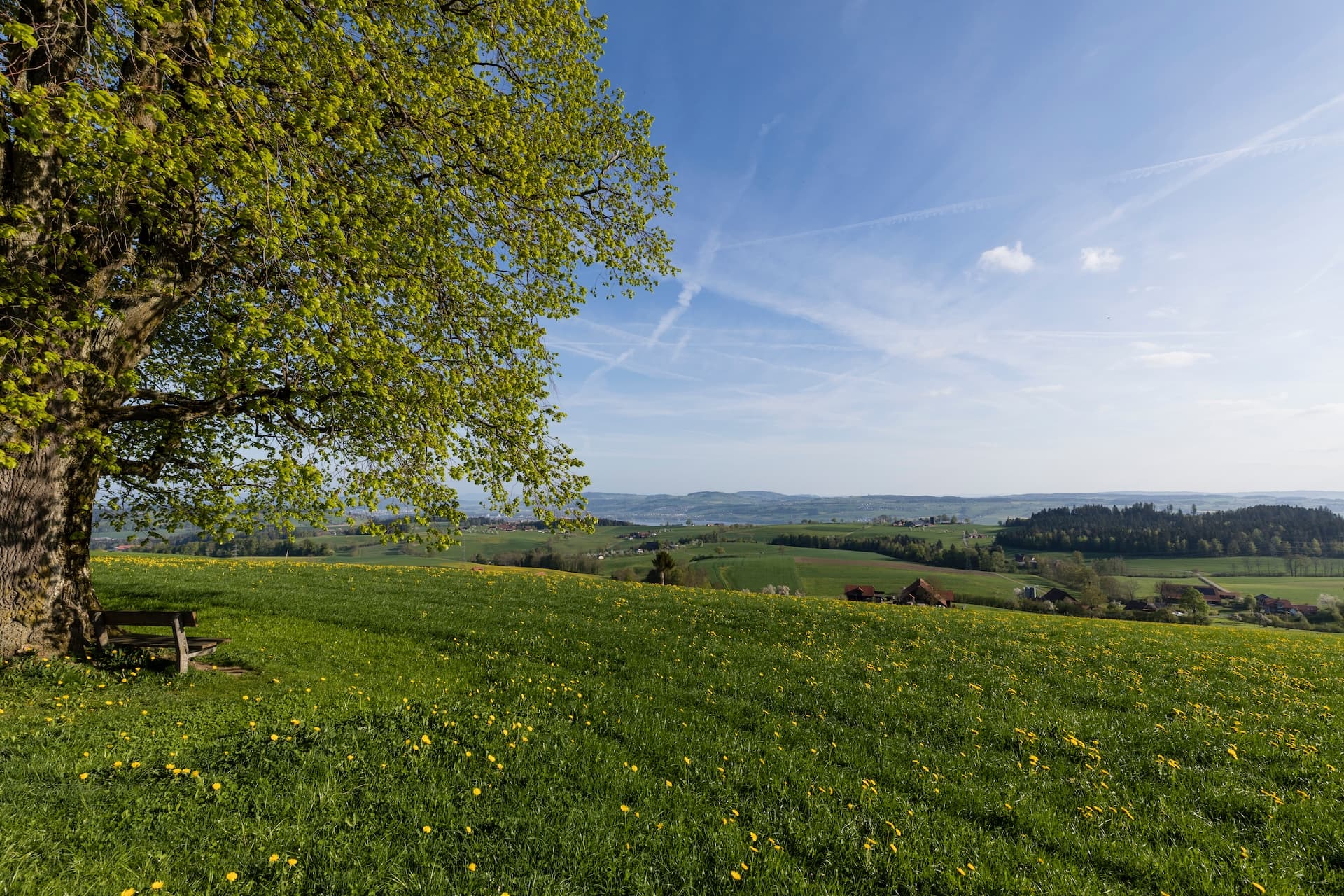 Old tree and wooden bench on a spring hill overlooking green Swiss countryside near Ruswil.