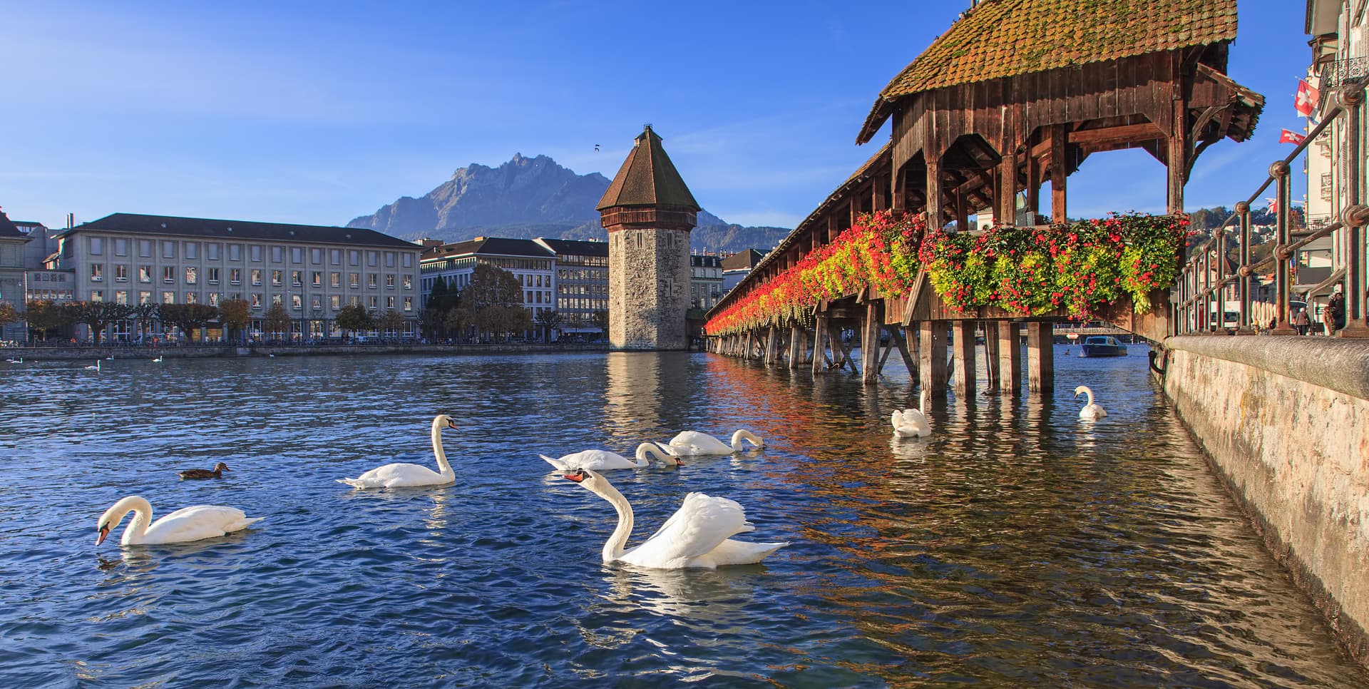 Swans swimming near Chapel Bridge with Mount Pilatus in the background, Lucerne.