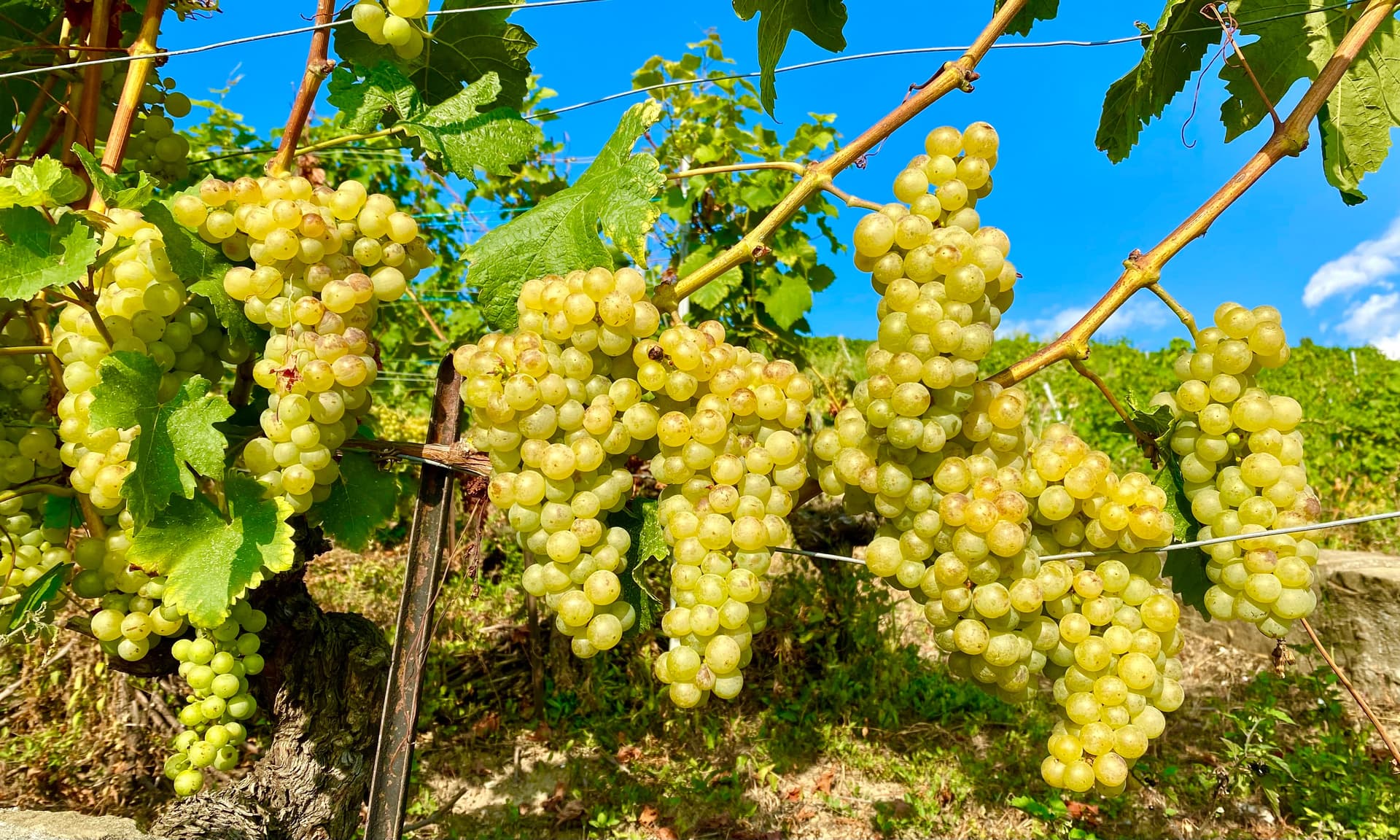 Chasselas grapes on the vine under a bright blue sky in the Geneva Lake region of Switzerland.